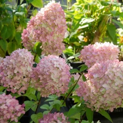 WILLEMSE FRANCE - Hortensia paniculé magical® candle - le pot / 3l / hauteur livrée 30-40cm