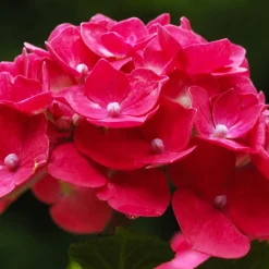 WILLEMSE FRANCE - Hortensia rouge - le pot / 1.3l / 3-5 branches / hauteur livrée 15-20cm, vendu par lot de 4