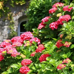 WILLEMSE FRANCE - Hortensia rouge - le pot / ø 9cm, vendu par lot de 4