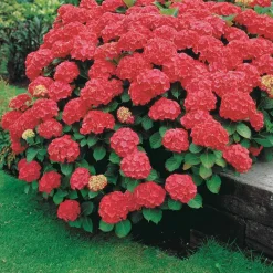WILLEMSE FRANCE - Hortensia rouge - le pot / ø 9cm, vendu par lot de 4