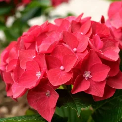 WILLEMSE FRANCE - Hortensia rouge - le pot / ø 9cm, vendu par lot de 4