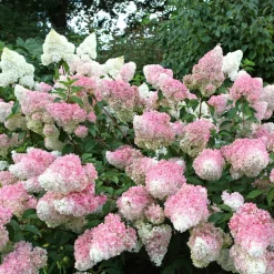 WILLEMSE FRANCE - Hortensia paniculé vanille fraise® renhy - le pot / 8cm, vendu par lot de 4