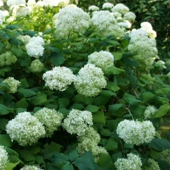 WILLEMSE FRANCE - Hortensia annabelle - le pot / ø 9cm, vendu par lot de 2