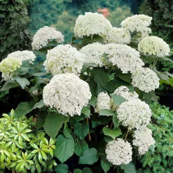 WILLEMSE FRANCE - Hortensia annabelle - le pot / ø 9cm, vendu par lot de 2