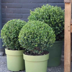 WILLEMSE FRANCE - Houx crénelé dark green® - le pot / ø 9cm / hauteur livrée 10-15cm, vendu par lot de 2