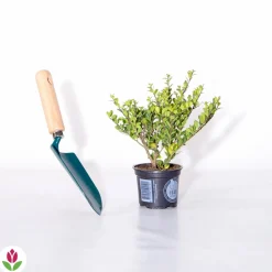 WILLEMSE FRANCE - Houx crénelé dark green® - le pot / ø 9cm / hauteur livrée 10-15cm, vendu par lot de 2