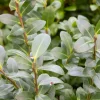 WILLEMSE FRANCE - Houx mutchagara - le pot / ø 9cm, vendu par lot de 4