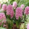 WILLEMSE FRANCE - Jacinthe pink pearl - le sachet de 3 bulbes / circonference 15-16cm, vendu par lot de 2