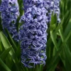 WILLEMSE FRANCE - Jacinthe blue jacket - le sachet de 3 bulbes / circonference 15-16cm, vendu par lot de 2