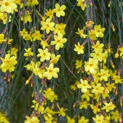 WILLEMSE FRANCE - Jasmin d'hiver - le pot / ø 9cm