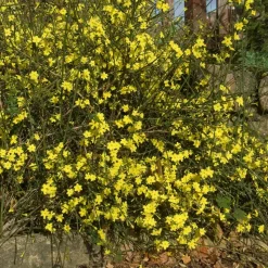 WILLEMSE FRANCE - Jasmin d'hiver - le pot / 2l / hauteur livrée 30-40cm, vendu par lot de 2