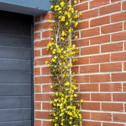 WILLEMSE FRANCE - Jasmin d'hiver - le pot / ø 9cm, vendu par lot de 2