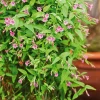 WILLEMSE FRANCE - Jasmin rose - le pot / 2l / hauteur livrée 40-50cm