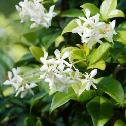 WILLEMSE FRANCE - Jasmin étoilé - le pot / 2l / hauteur livrée 40-50cm, vendu par lot de 2