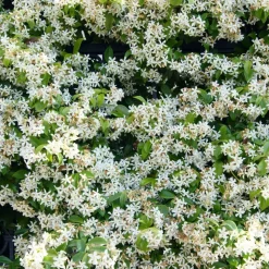 WILLEMSE FRANCE - Jasmin étoilé - le pot / 2l / hauteur livrée 40-50cm, vendu par lot de 2