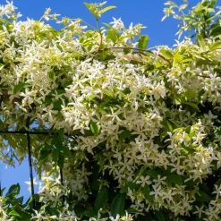 WILLEMSE FRANCE - Jasmin étoilé - le pot / ø 9cm, vendu par lot de 4