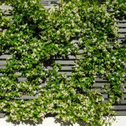 WILLEMSE FRANCE - Jasmin étoilé - le pot / ø 9cm, vendu par lot de 4