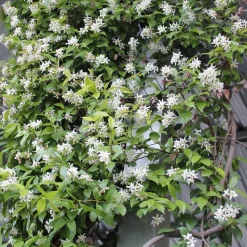 WILLEMSE FRANCE - Jasmin étoilé - le pot / ø 9cm, vendu par lot de 2