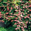 WILLEMSE FRANCE - Kiwi d'ornement panaché - le pot / 1.5l / hauteur livrée 40-50cm