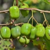 WILLEMSE FRANCE - Kiwi issai - le pot / ø 9cm