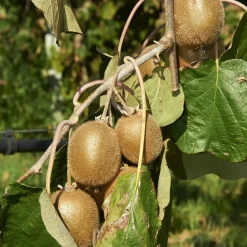 WILLEMSE FRANCE - Kiwi jenny - le pot / ø 13cm / hauteur livrée 20-30cm.