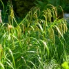 WILLEMSE FRANCE - Laîche pendante - carex - le pot / ø 9cm, vendu par lot de 2