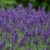 WILLEMSE FRANCE - Lavande vraie hidcote - le pot / ø 9cm, vendu par lot de 2