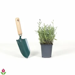 WILLEMSE FRANCE - Lavande vraie hidcote - le pot / ø 9cm, vendu par lot de 2