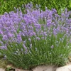 WILLEMSE FRANCE - Lavande de grasse - le pot / 8cm / hauteur livrée 5-10cm, vendu par lot de 2