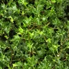 WILLEMSE FRANCE - Lierre commun ivalace - le pot / ø 9cm, vendu par lot de 2