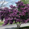 WILLEMSE FRANCE - Lilas des indes violet - le pot / ø 9cm, vendu par lot de 4