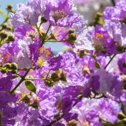 WILLEMSE FRANCE - Lilas des indes violet - le pot / ø 9cm, vendu par lot de 4