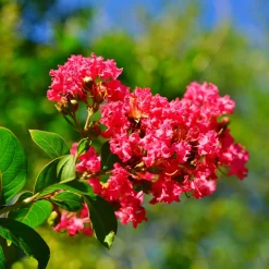 WILLEMSE FRANCE - Lilas des indes rouge - le pot / ø 9cm, vendu par lot de 2