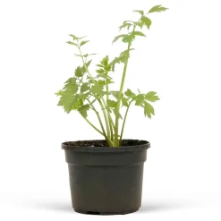 WILLEMSE FRANCE - Livèche - céleri perpétuel - le pot / ø 9cm, vendu par lot de 2