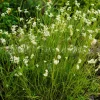 WILLEMSE FRANCE - Luzule blanc de neige - le pot / ø 9cm, vendu par lot de 2