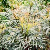WILLEMSE FRANCE - Mahonia confusa narihira - le godet / ø 9cm