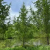 WILLEMSE FRANCE - Mélèze du japon - le pot / 2l / hauteur livrée 80-100cm, vendu par lot de 2