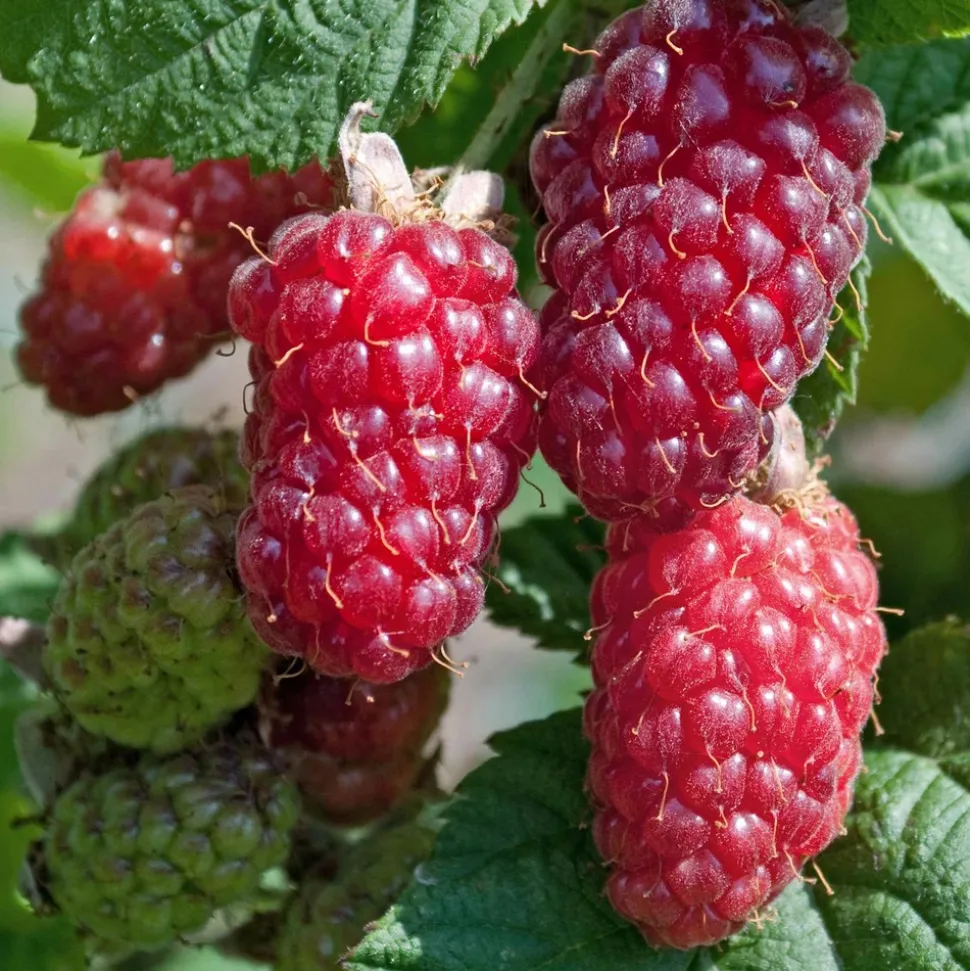 WILLEMSE FRANCE - Mûre-framboise tayberry - la pièce en racine nue, vendu par lot de 2