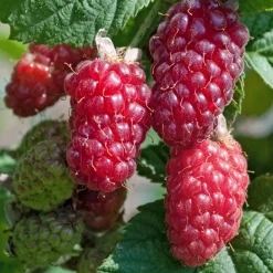 WILLEMSE FRANCE - Mûre-framboise tayberry - la pièce en racine nue