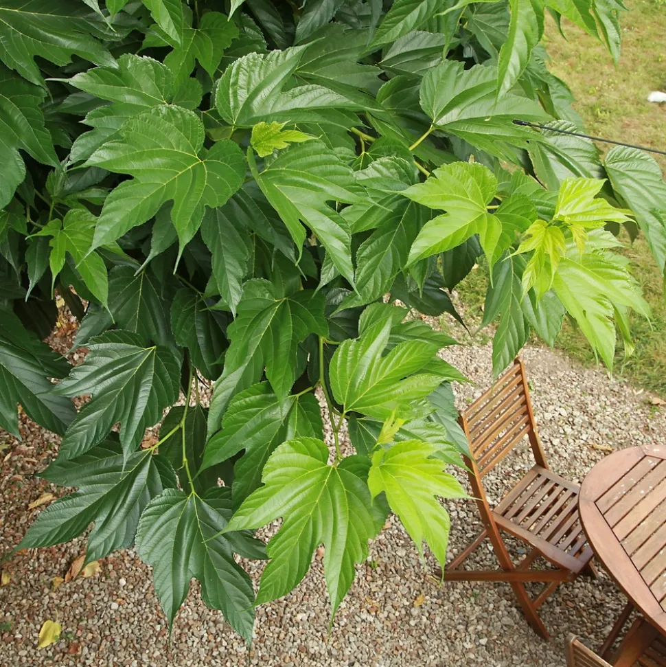 WILLEMSE FRANCE - Mûrier à grandes feuilles - le pot / 2l / hauteur livrée 125-150cm