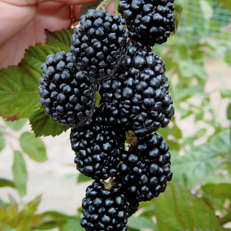 WILLEMSE FRANCE - Mûrier aux fruits géants triple crown - la pièce en racine nue
