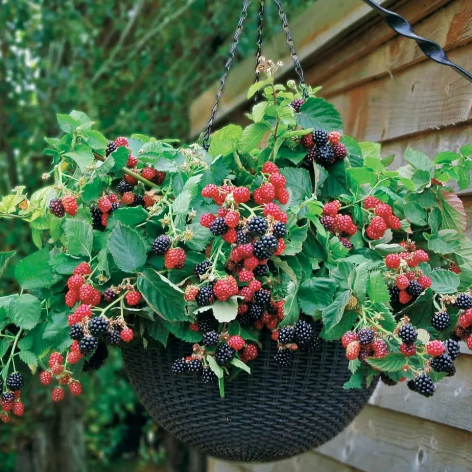 WILLEMSE FRANCE - Mûrier cascade noire - le pot / 0.8l / hauteur livrée 12-15cm