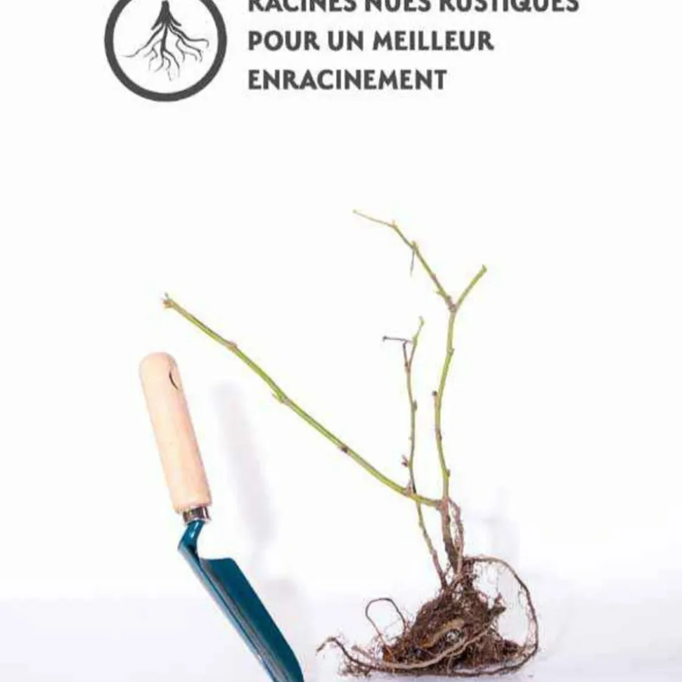 WILLEMSE FRANCE - Mûrier dirksen - la pièce en racine nue / 1 branche