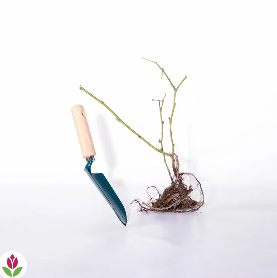 WILLEMSE FRANCE - Mûrier dirksen - la pièce en racine nue / 1 branche, vendu par lot de 2