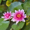 WILLEMSE FRANCE - Nénuphar escarboucle - le pot / ø 11cm