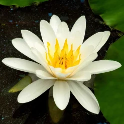 WILLEMSE FRANCE - Nénuphar marliacea albida - le pot / ø 9cm
