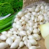 WILLEMSE FRANCE - Oignon blanc snowball - le sachet de bulbes / 500g / circonférence 15-25mm
