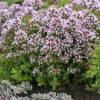 WILLEMSE FRANCE - Origan compact - le pot / ø 9cm