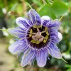WILLEMSE FRANCE - Passiflore purple rain - le pot / 2l / hauteur livrée 40-50cm, vendu par lot de 2