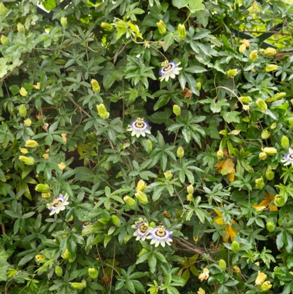 WILLEMSE FRANCE - Passiflore bleue - le pot / ø 9cm, vendu par lot de 2